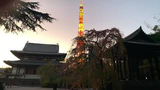 暇人の港区散歩(街を歩く) 21 増上寺　心に響く増上寺の鐘の音　0:39〜　A very Japanese scenery.Fantastic Temples in Japan.