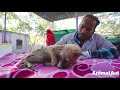 We thought this puppy was dead. Watch her incredible recovery!