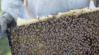 Weather Matters when You're Traveling with Thousands of Bees