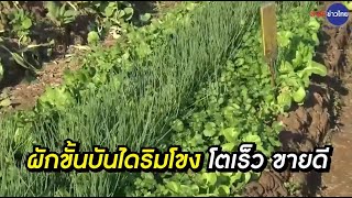 ปลูกผักหน้าหนาว ริมโขง ต้นอวบ โตเร็ว เกษตรอินทรีย์ปลอดสาร ขายดี