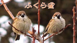 ふくらスズメのなる木2 野鳥観察 雀 かわいい Cute sparrows. すずめの群れ