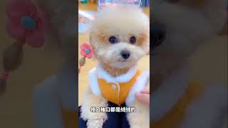 អូនឆ្កែចងទីទុយឡើងស្អាត💖🥰 #dog cute cute