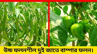 উচ্চ ফলনশীল জাত এল সি। মরিচ এল সি, বোম্বে মরিচ।