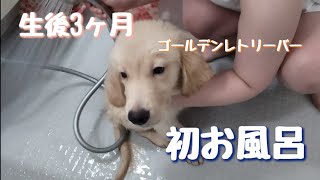 生後3ヶ月のゴールデンレトリバーの子犬と初お風呂に入ってみたらかわいすぎた