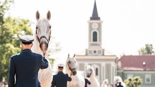 Kladruby nad Labem DKK 2019 - Císařská zápřež