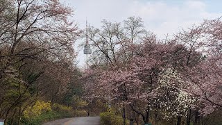 Live！桜咲く南山へ