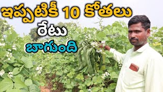 broad beans farming in Telugu/ చిక్కుడు కాయ సాగు మంచి ఆదాయం