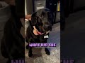 black labrador does this to get a treat 😆