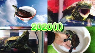 クサガメベビーつくの成長記113 2020年総集編【前編】 Reeves turtle 2020 digest1! クサガメ 亀 かわいい