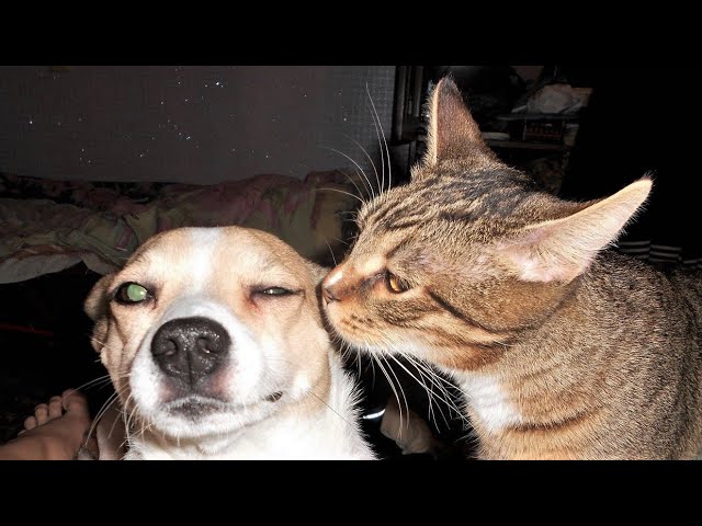 Funny Pictures Of Dogs And Cats Together Infoupdate Org