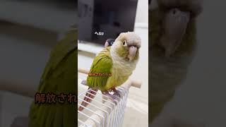 ボタンインコ　ウロコインコ　今朝の様子　こすも体重測定