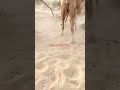 big life camel beautifull camel viral video ther desert