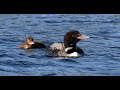 The Maine Audubon Loon Count turns 40: Teaser!