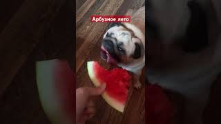 Мопс поедает арбуз 💙#собака #шифа #собаки #мопсы #pug #мопс