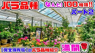 (※バラ好き必見!)【バラ100品種をご紹介🌹】春バラ満開の[バラ専門店]で大量のバラ品種をご紹介! パート2【全4回】