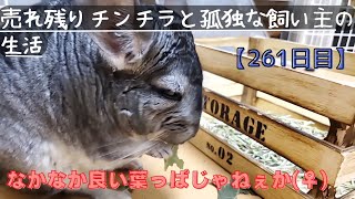 【261日目】２才のチンチラをお迎えしても懐いてくれるのか！？【なかなか良い葉っぱじゃねぇか(女の子)】