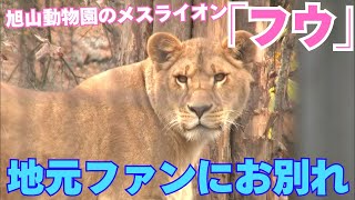 旭山動物園のメスライオン「フウ」　地元ファンにお別れ　釧路市動物園に貸与へ　繁殖に期待　北海道旭川市