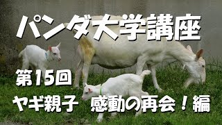 パンダ大学講座　第15回　ヤギ親子感動の再会編