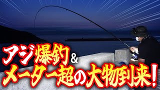 アジが爆釣したので泳がせしたらメーターオーバーの大物が！島根県浜田市でアジ調査に行ったら思いのほか爆釣でした！