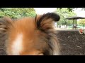 pomeranian playing with shetland sheepdog