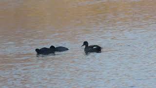 オオバン(Black coot)とオカヨシガモ(Gadwall)は仲がいい？