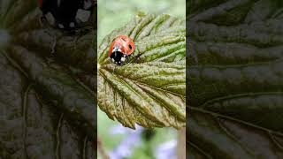 #keşfetbeniöneçıkar #ugurbocegi #tredingvideo #keşfet #animalsvideo #coccinelle #kalinka #belgique