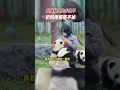 大熊猫奶妈 遇到怎么粘人的孩子 你会怎么办 熊猫南小月