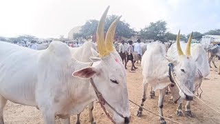 రాతన భాస్కర్ అన్న ఎద్దులు // The Biggest cattle market Pattikonda // pattikonda bulls Market