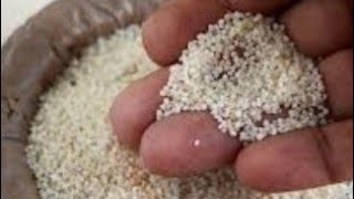 சிறு தானிய வகைகள்.... 4.சாமை அரிசி #சாமைஅரிசி #littlemillet benefits of little millet in Tamil