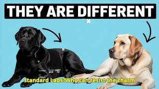 How are Black Labradors Different than Standard Labs?