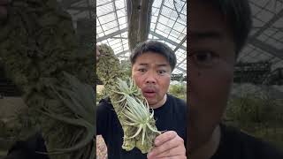 WOW Tillandsia piauiensis ティランジア・ピアウイエンシス　エアプランツ