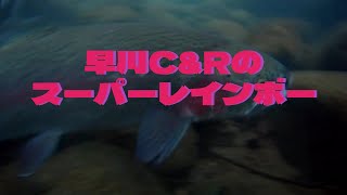 早川冬季C\u0026Rのスーパーレインボー。 カーボン鱒レンジャーで挑む冬季ニジマス釣り場。大虹鱒を狙う。箱根早川  2023/01/30 Hayakawa River/Rainbow Trout