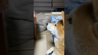 舌をペロリする犬 #short #shorts