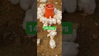 Boiler  chicks in my poltry farm 14th days groth #boilerfarming #boiler #poltry #murgi #murg #mur