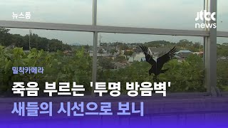 [밀착카메라] 죽음 부르는 '투명 방음벽'…새들의 시선으로 보니 / JTBC 뉴스룸