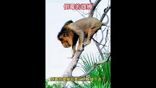 雄獅遭到大象捉弄，從樹上掉了下來 #動物的迷惑行為 #野生動物零距離 #動物世界 #獅子 #大象