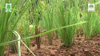 Agrotechnology of Ramacham.mp4