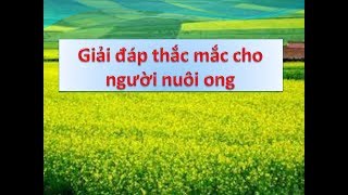 Phương pháp nuôi ong: Giải đáp thắc mắc về nuôi ong: ong chúa, tạo chúa.