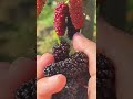 what do you call mulberry in your language satisfying short