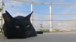 Cat and Air plane