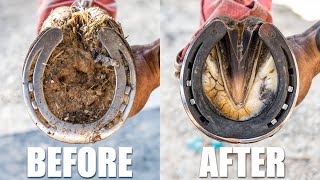 Satisfying Hoof Restoration | 4K FARRIER ASMR