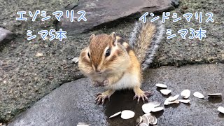 エゾシマリス　とっても小さい　口いっぱいに詰め込む　1年の半分は冬眠　摩周湖第一展望台で