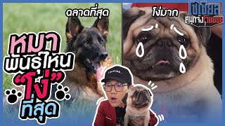 หมาพันธุ์ไหนโง่ที่สุด?!! : โซเชียลสนุกจังโว้ย l VRZO