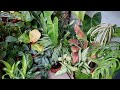 The Secrets of Turn Indoor Plants BUSHY - Indoor Plant Care