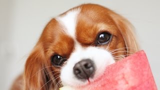 Puppy vs Watermelon | Funny | Herky the Cavalier