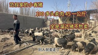 新疆农民养100头小香猪，30亩地到处跑的溜达猪，45一公斤不愁卖