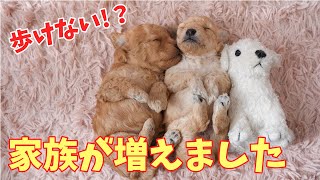 【ご報告】家族が増えました！ 手のひらサイズの犬。【Report]】Our family has grown!　[mole ? dog? toy poodle?