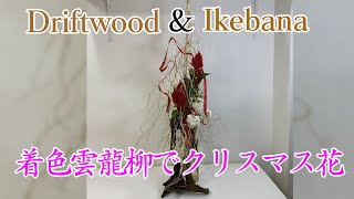 流木で生け花！パート121　流木＋雲竜柳、ケイトウ、ストック　【草月流】【ikebana】sougetu／drifwood／