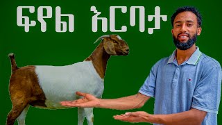 የፍየል እርባታ ሙሉ መረጃ