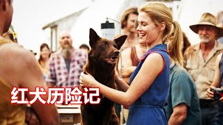 6分钟看完澳大利亚2011喜剧电影《红犬历险记》